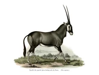 Gemsbok